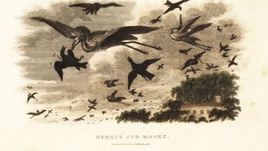 Luftkampf zwischen Reihern und Saatkrähen um Nistplätze in der Nähe von Daniel Wilsons Haus Dallam Tower, Westmorland von English School