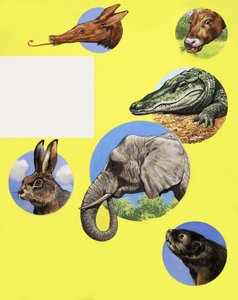 Alle Arten von Maulkörben und Schnauzen von English School