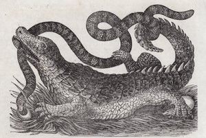 Alligator von English School