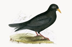 Alpendohle, Illustration aus 