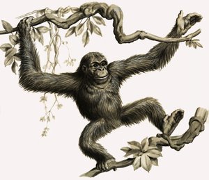 Ein Orang-Utan von English School