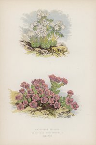 Flaumige Mannsschild; Gegenblättriger Steinbrech (Farblithografie) von English School