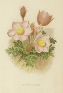 Frühlings-Anemone von English School