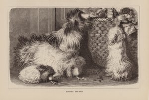Angora-See-Schweine (Gravur)