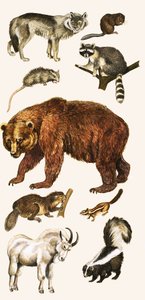 Tiere und Vögel Kanadas