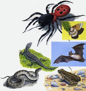 Tiere Montage von English School