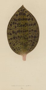 Anoectochilus Lowii von English School