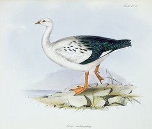 Anser Melanopterus, aus Die Zoologie der Reise der H.M.S. Beagle 1832-36, von Charles Darwin, 1840 von English School