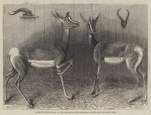 Antilopen aus dem Sudan, in den Gärten der Zoologischen Gesellschaft (Gravur) von English School