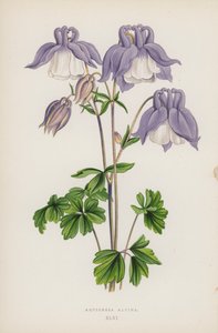 Aquilegia Alpina von English School