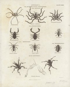 Arachniden