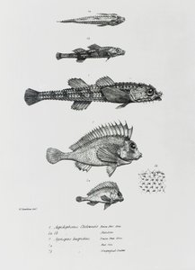 Aspidophorus Chiloensis und Agriopus Hispidus, Tafel 7 aus 