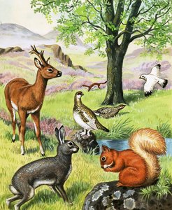 Verschiedene Tiere