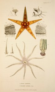 Asterias aurantiaca und Comatula carinata, 1833