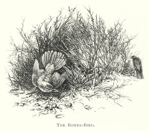 Australien: Der Laubenvogel (Gravur) von English School