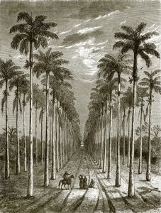 Allee von Palmen, die zu einer Residenz in Kuba führt