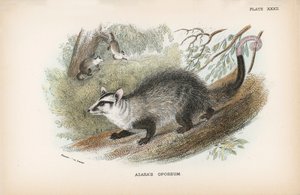 Azaras Opossum von English School