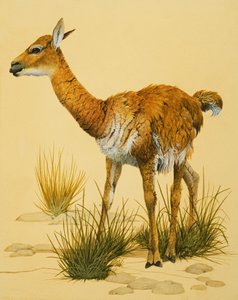 Baby-Lama