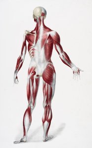 Rückseite des männlichen menschlichen Körpers, der Muskeln, Sehnen und Knochen zeigt, aus The Vessels of the Human Body, herausgegeben von Jones Quain und William Wilson, veröffentlicht von Taylor und Watson, London 1837
