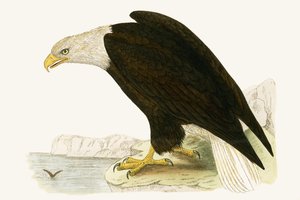 Weißkopfseeadler, Illustration aus 