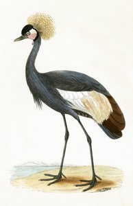 Balearenkranich, Illustration aus 