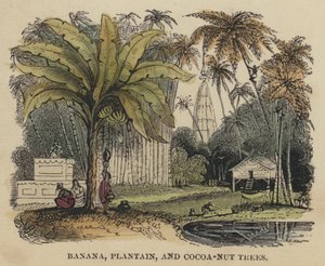 Bananen-, Kochbananen- und Kokosnussbäume von English School