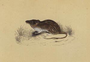 Barbarische Maus von English School