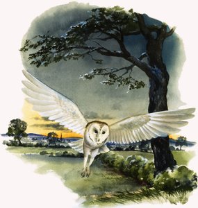 Schleiereule im Flug, Illustration aus 