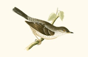 Sperbergrasmücke, Illustration aus 