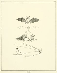 Fledermaus (Stich) von English School