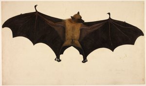 Fledermaus, aus der Francis Buchanan Sammlung, ca. 1804 (Aquarell & Gouache auf Papier)