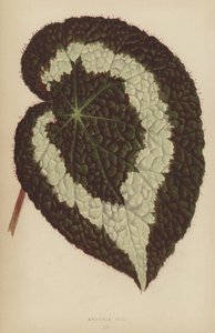 Begonia Rex von English School