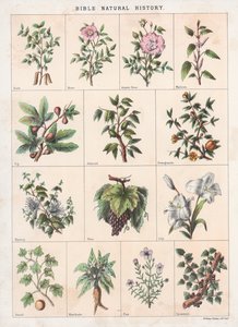 Biblische Naturgeschichte von English School