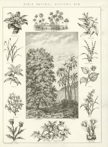 Biblische Naturgeschichte von English School