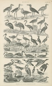 Vögel (Stich) von English School