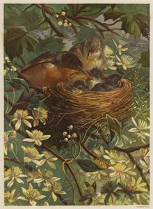 Vögel füttern ihre Jungen in einem Nest von English School