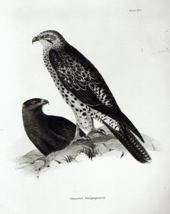 Raubvögel, Tafel 2 aus 