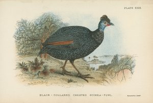 Schwarzkragen-Perlhuhn von English School