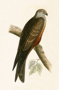 Schwarzer Milan, Illustration aus 