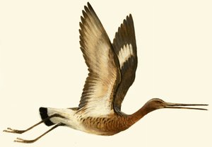 Uferschnepfe