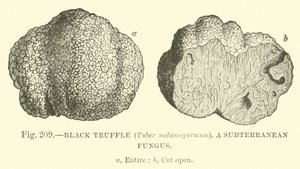 Schwarzer Trüffel (Tuber melanospermum); Ein unterirdischer Pilz von English School