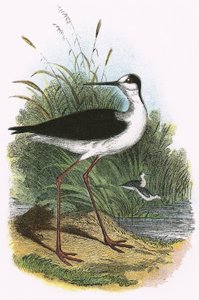 Schwarzflügel-Stelzenläufer von English School