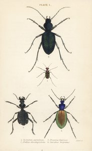 Blau- oder goldgefleckter Tigerkäfer, Cicindela aurulenta 1, Säbelzahn-Bodenläufer, Anthia decemguttata 2, riesiger violetter Bodenläufer, Carabus scabrosus tauricus 3, und Bodenläufer, Carabus hispanus 4