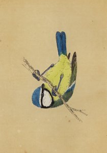Blaumeise von English School