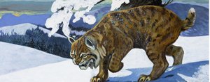 Luchs