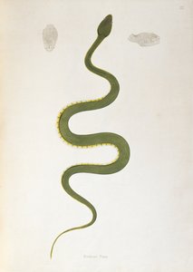Bodroo Pam Schlange aus Ein Bericht über indische Schlangen gesammelt von der Küste von Coromandel von Patrick Russell, London, 1796 von English School
