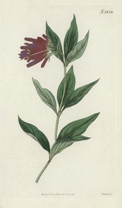 Botanische Gravur von English School