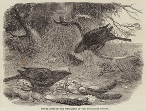 Laubenvögel in der Menagerie der Zoologischen Gesellschaft (Stich)