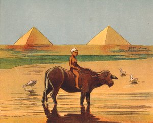 Junge reitet auf einem Ochsen vor den Pyramiden, Ägypten von English School