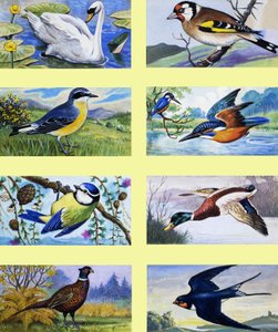 Britische Vögel Montage von English School